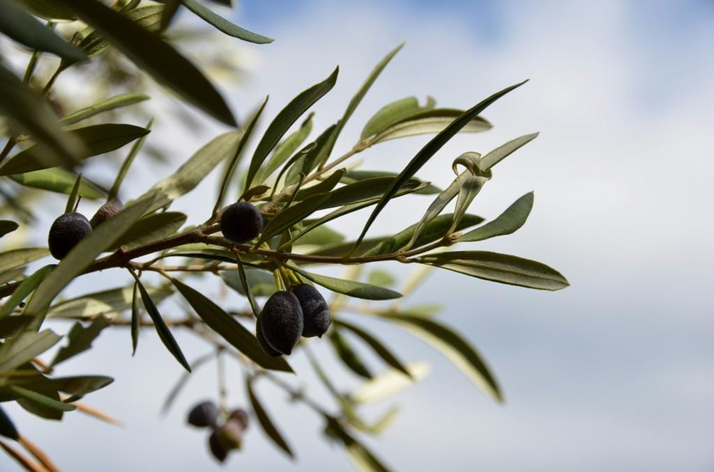 olive branch crete