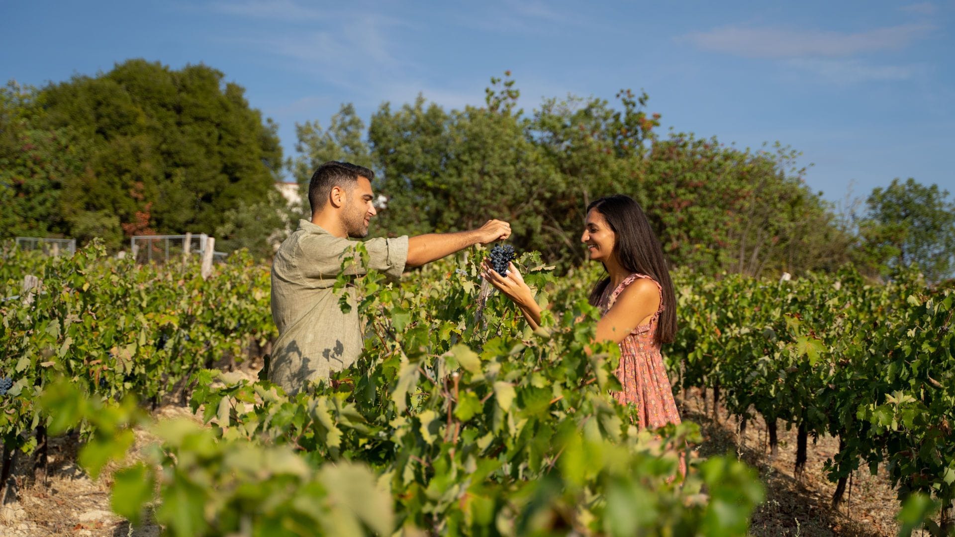 plous concierge nemea