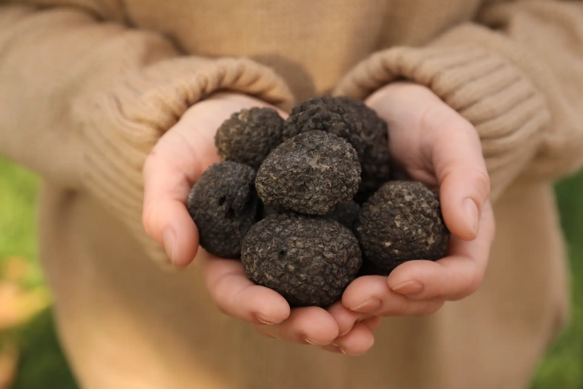 Truffle Hunting with Dogs