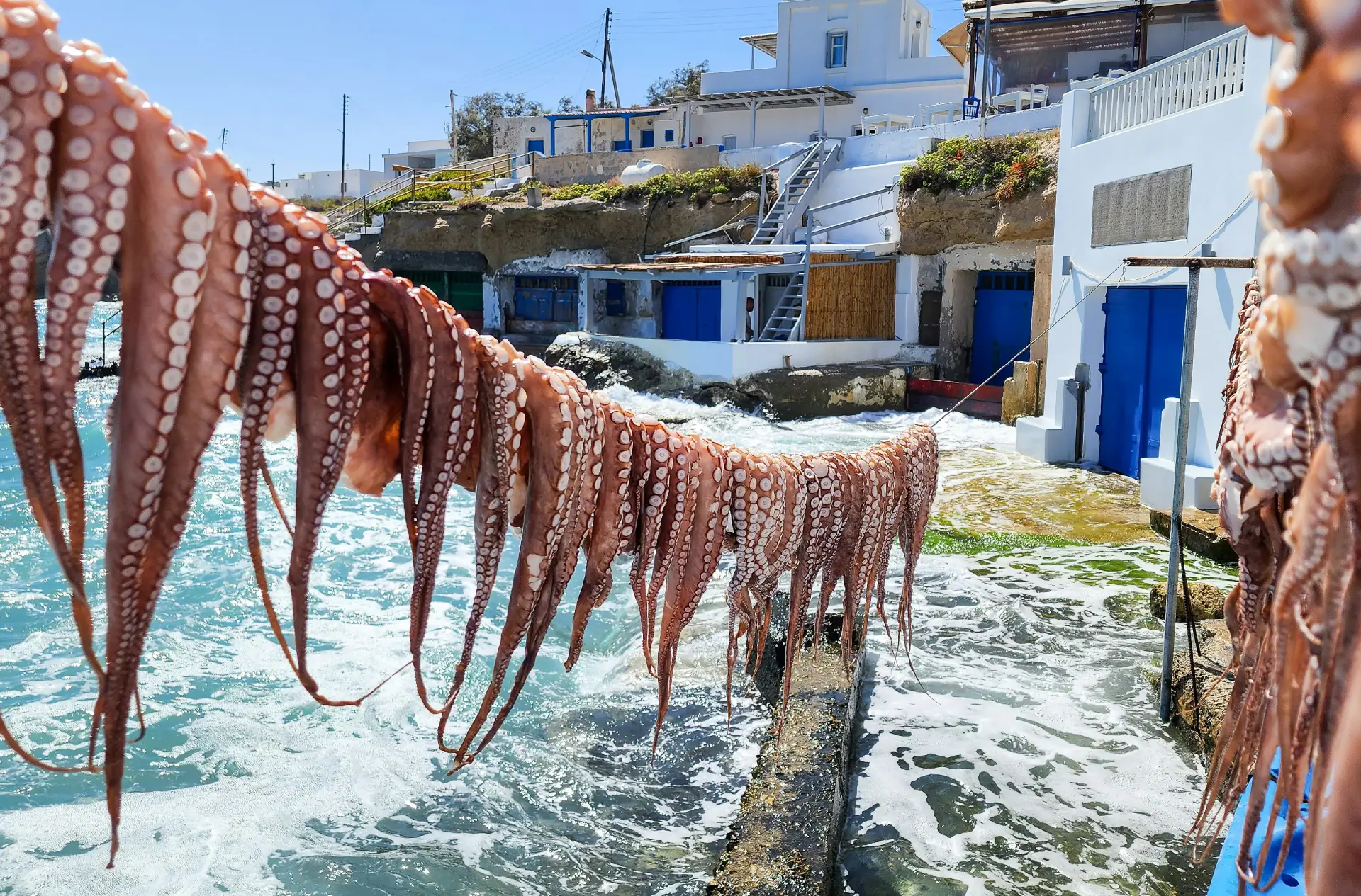 octopuses drying in the sun 
