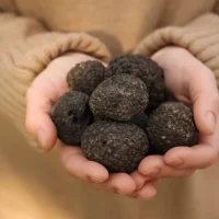 Truffle Hunting with Dogs